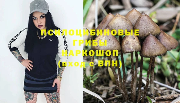 сатива Абинск